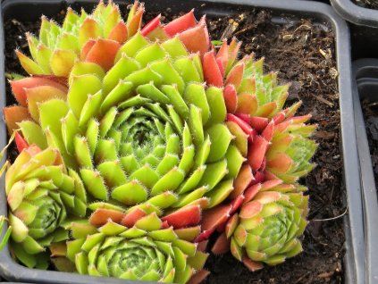 Sempervivum%20Guard%20Larose%2001