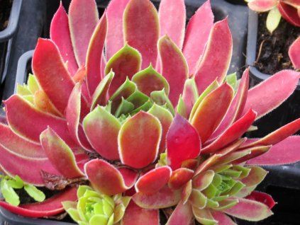 Sempervivum%20Jumbo%2002