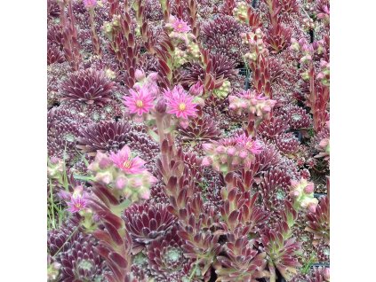 Sempervivum%20Sprite01s