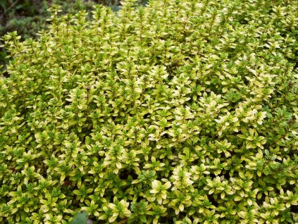 Thymus%20citriodorus%20EBAnderson%2001