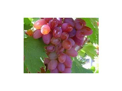 Vitis%20Jupiter01