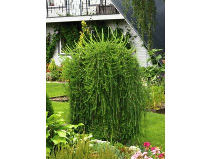 Larix%20decidua%20Repens%2002