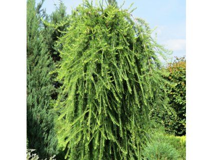 Larix decidua Repens 06 1 1