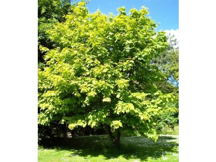 Acer%20pensylvanicum%2001