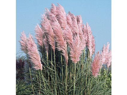 Cortaderia selloana Pink Feather