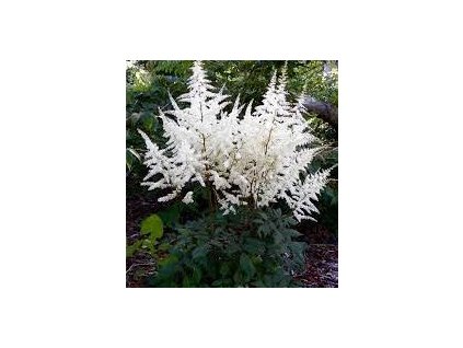 Astilbe%20arendsii%20Ellie%2001