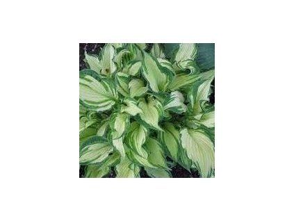 hosta albopicta1m1