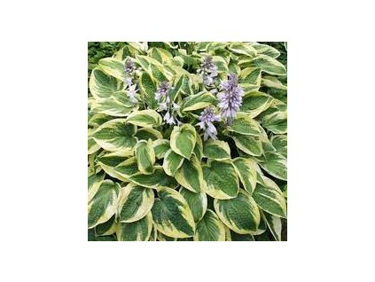 Hosta%20Brim%20Cup01
