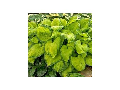 Hosta%20Stained%20Glass02