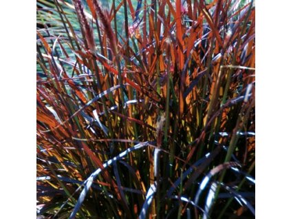 pennisetum chelsea2m2
