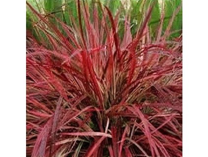 pennisetum fireworks 2m2