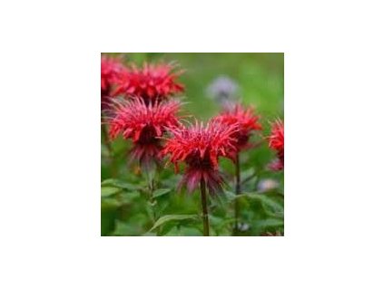 Monarda%20Gardenview%20Scarlet02