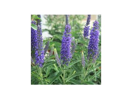 Veronica%20Anniverssary%20Blue02