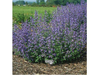 nepeta junior1m1