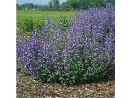 Nepeta%20Junior%20Walker02