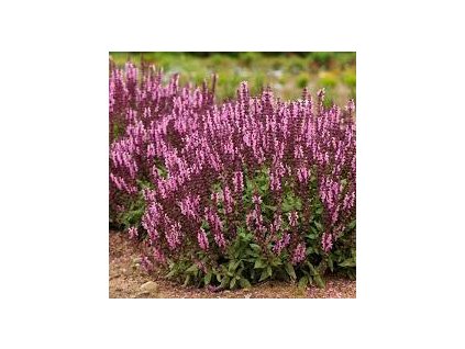 Salvia%20nemorosa%20Sensation%20Deep%20Rose01