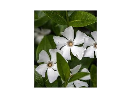 Vinca%20minor%20Alba01