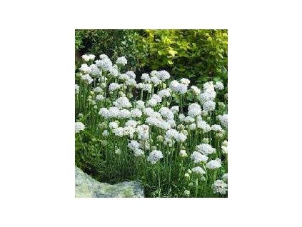 Armeria%20maritima%20White01