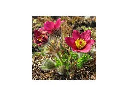 Pulsatilla%20vulgaris%20Rote%20Glocke%2001
