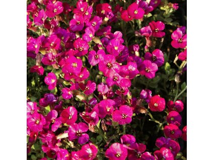 Aubrieta Glacier Red 01