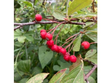 aronia arbutifolia brillant