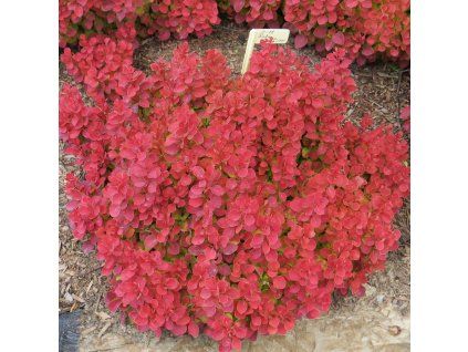 Berberis%20thunbergii%20Ruby%20Star%2006s