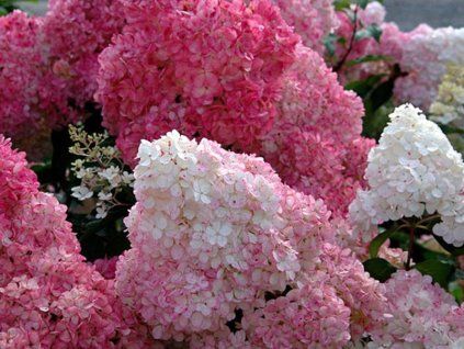 Hydrangea%20paniculata%20Sundae%20Fraise%2001