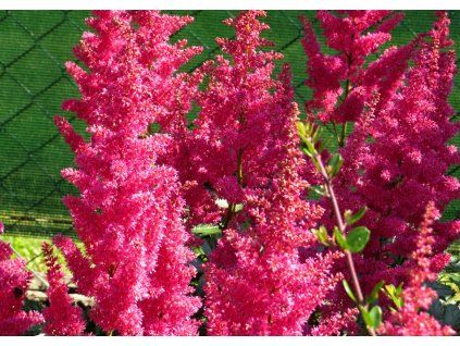 Astilbe%20Fanal 03