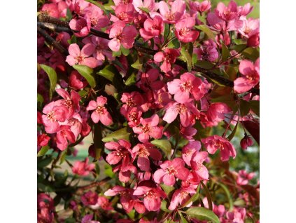 Malus Scarlett 01