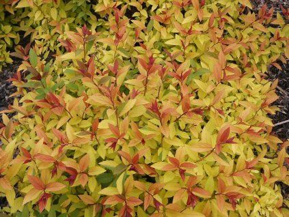 Spiraea bumalda GF