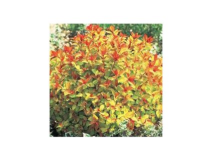 Spiraea%20Magic%20Carpet01