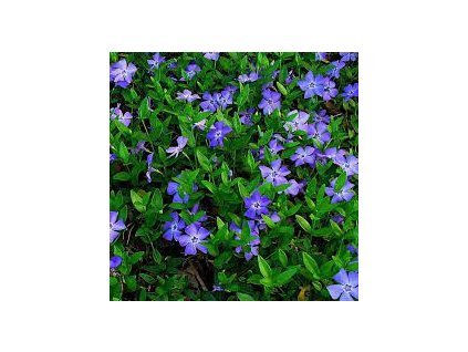 Vinca%20minor01