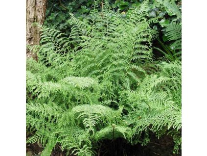 Dryopteris ff linearis polydactylon01ctv