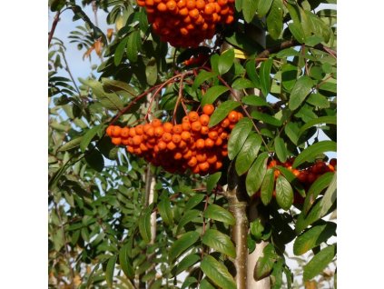 Sorbus aucuparia Edulis 04ctv