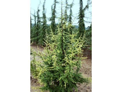 Cedrus%20atlantica%20Horstmann's%20Silberspitz%2001