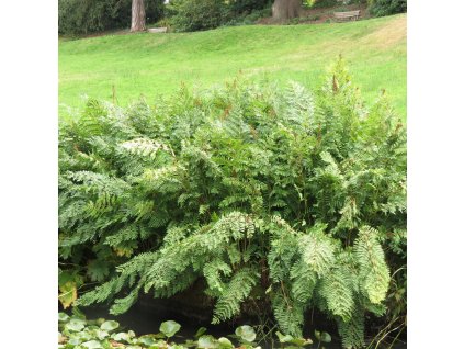 Osmunda regalis 08ctv