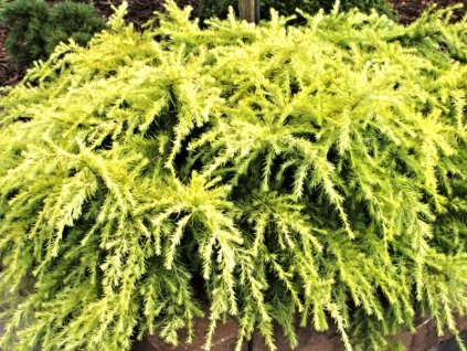 Cedrus%20deodara%20Lime%20Glow%2001