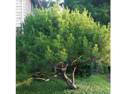 Pinus%20densiflora%20Heavy%20Bud%2001s