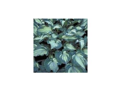 Hosta%20guardian%20Angel%2002