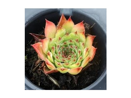 Sempervivum%20Rhenanum01