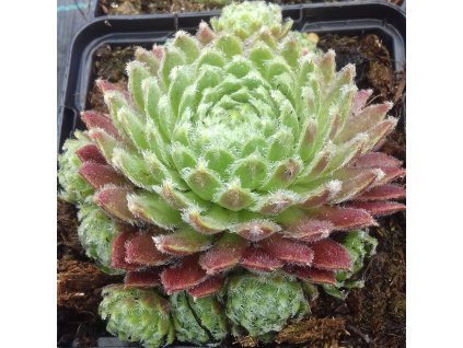 Sempervivum%20Moerkers%20Merit03%20(2)