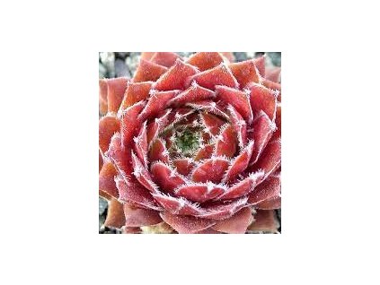 Sempervivum%20Corsair01