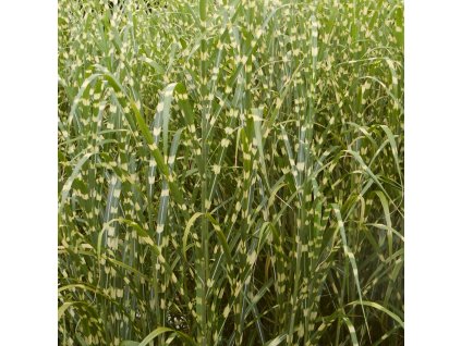 Miscanthus sinensis Zebrinus01m2