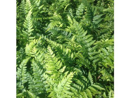 Polystichum%20tsus simense01s