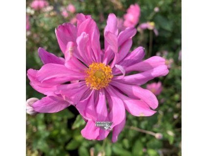 anemone prinz1m1