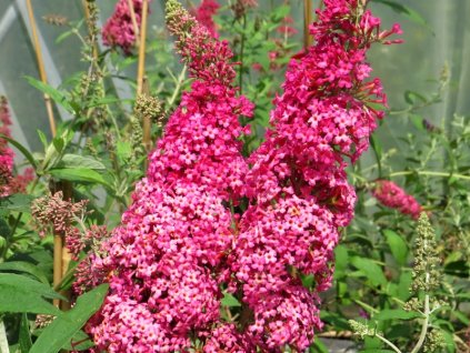 Buddleia%20davidii%20Prince%20Charming%2003