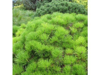 Pinus densiflora Low Glow 01