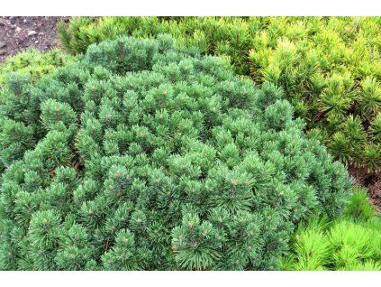 Pinus%20mugo%20Mini%20Globus%2001