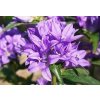 Campanula%20glomerata%20aculis%2001
