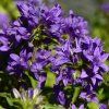 Campanula glomerata Acaulis 01
